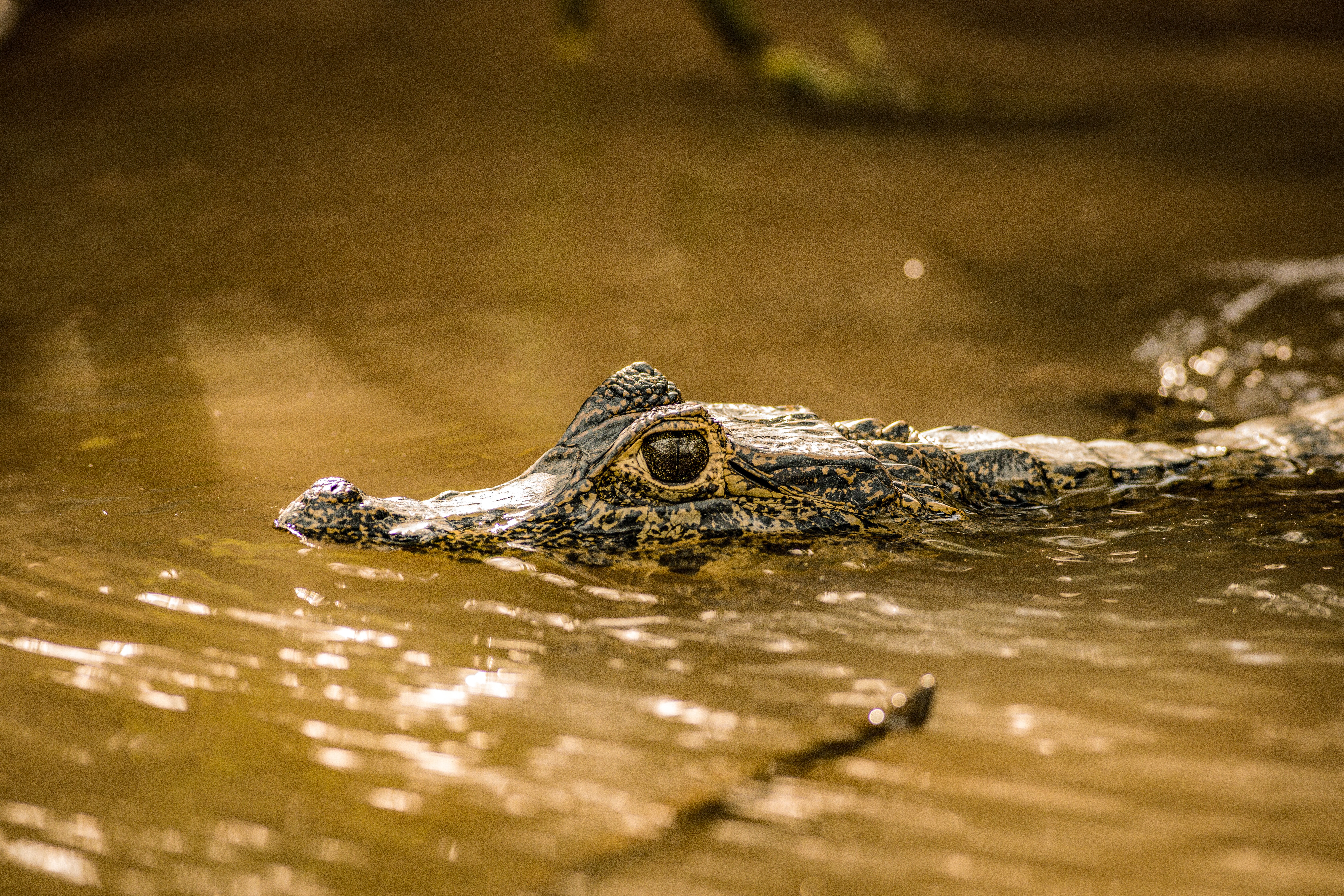 A wetland under siege: is the Pantanal a paradise lost?